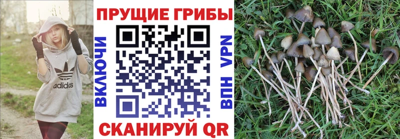 Псилоцибиновые грибы Psilocybine cubensis  гидра маркетплейс  Венёв 